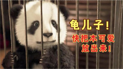 老外想发财胆大包天，竟盗走中国大熊猫，不料它是一只功夫熊猫！