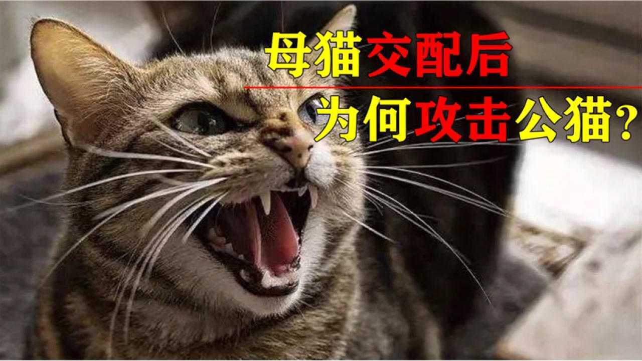 呆萌可爱的小母猫,为什么在交配后会满地打滚,还攻击公猫?