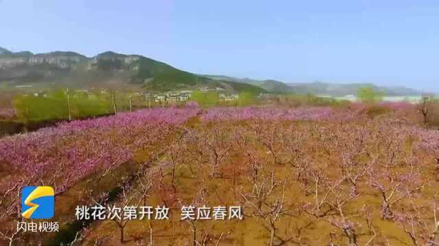 济南万亩桃花笑应春风 大地如调色板般艳丽夺目