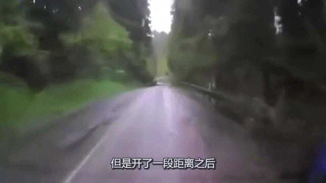 道路惊魂!老司机林荫道上开车,突然吓的慌忙后退,太可怕!