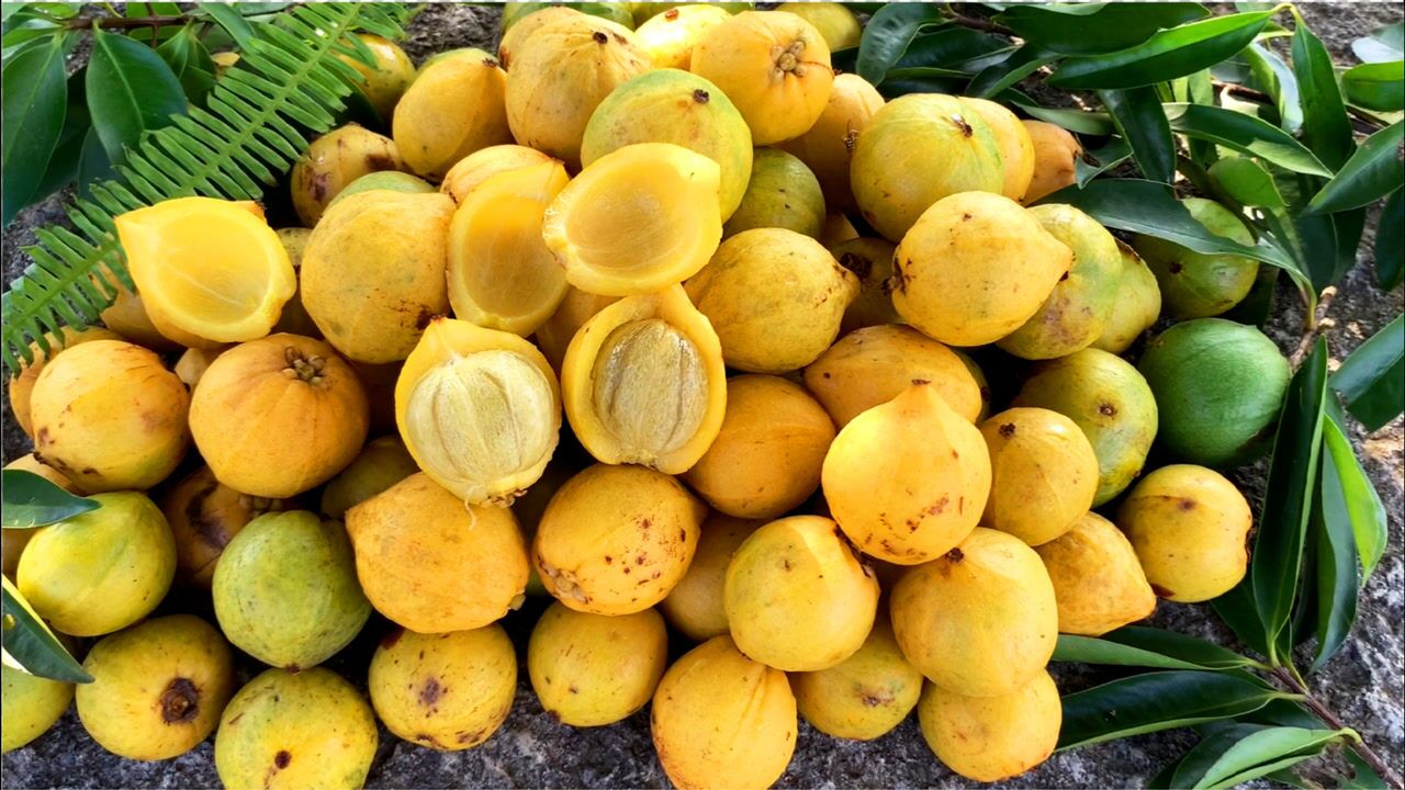 广西野山竹岭南山竹黄牙果想要吃便宜的山竹看完就明白了