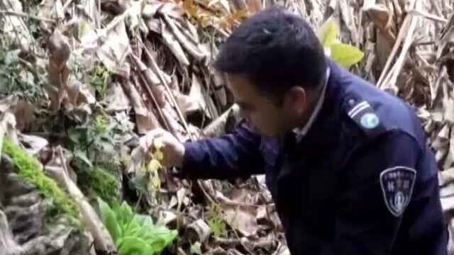 江西九岭山自然保护区惊现植物界“金丝猴”