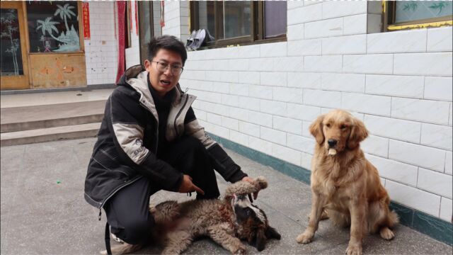 金毛抢食骨头把圣伯纳犬咬伤了,小伙一看还流血了,该咋处罚它?