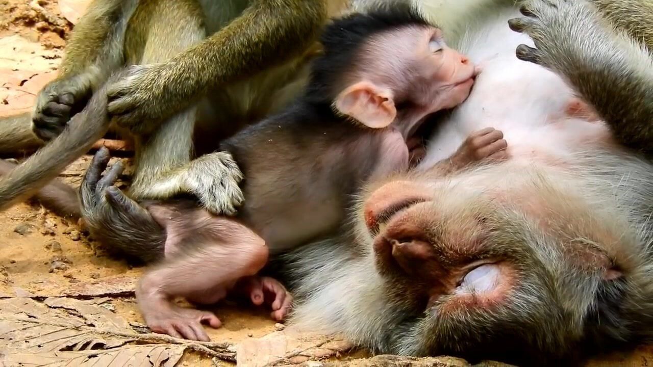 猴妈妈太胖了,猴宝宝无法挂在它的肚了上行走