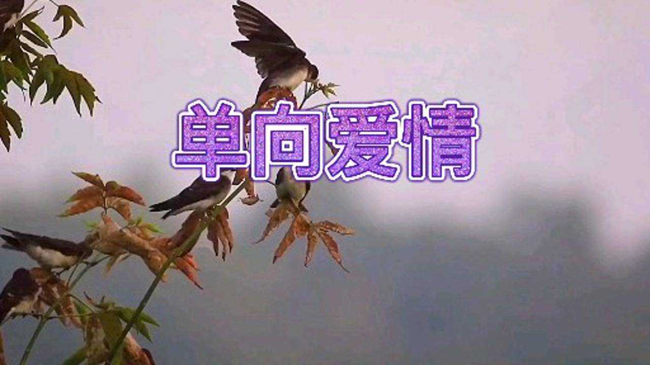 李乐乐演唱一首歌曲「单向爱情」唱出了爱难求情难断的感觉