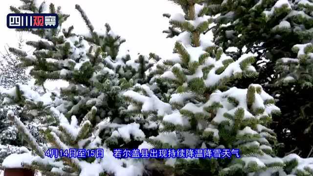 4月若尔盖下雪了!“倒春寒”迎来如絮飘雪