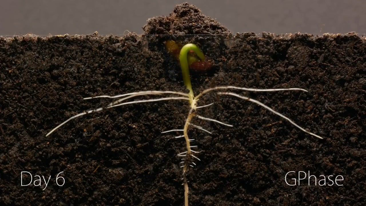 一颗大豆种子在土壤中发芽25天全记录