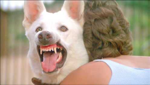 女孩捡回一条白狗，以为它是守护神，却不知它曾被恶魔训练！