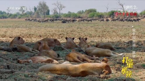 鬣狗们正在进行狩猎，狮子们听到声音后，迅速行动起来