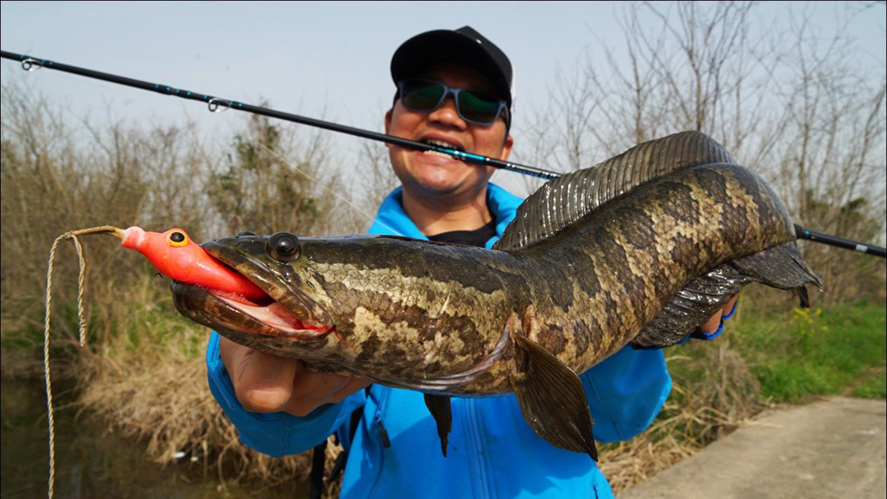 蓝旗鱼路亚 | 春季雷强多诱逗,草洞里躲藏大黑鱼!