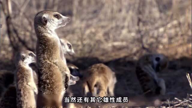 贫瘠的土地上,很多狐獴只顾填饱自己的肚子,却不顾幼崽的死活,唯有一只堪称楷模!