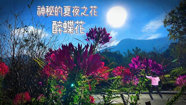 神秘的夏夜之花:醉蝶花.我们所能经历的最美好的事情是神秘.