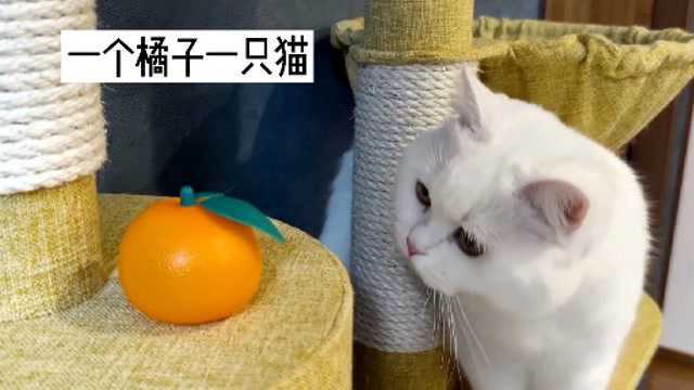 一个橘子和一只猫会发生怎样的故事?