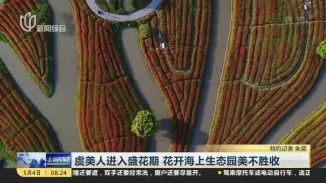 虞美人进入盛花期 花开海上生态园美不胜收