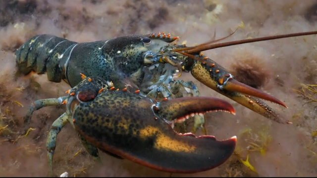 《狂野东境 甲壳类动物》-  龙虾与螃蟹生活在一个暴力而神秘的地方!