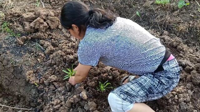 老妈真勤劳,砍完油菜又忙着种菜!朋友们喜欢吃这种菜吗?