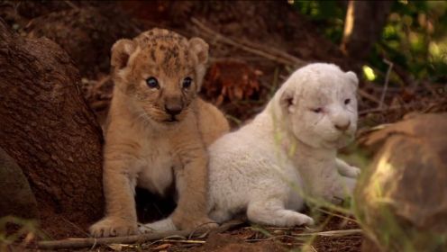 小狮子因为出生毛发是白色，被整个狮群欺负，长大逆袭成狮王