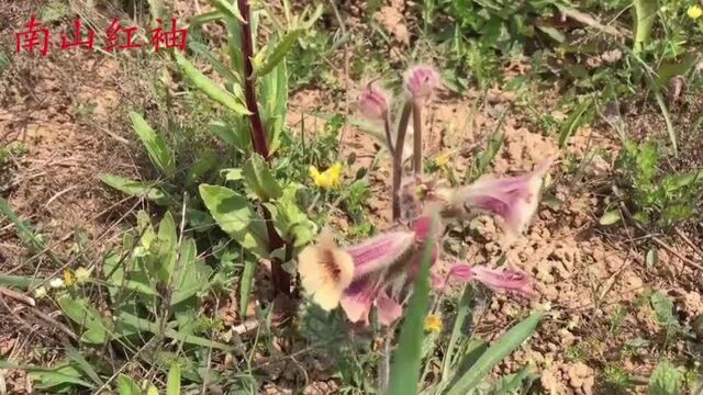 农村常见的植物地黄,好多人不知它的珍贵?挖些回家晒干