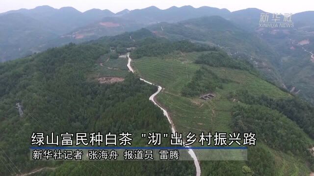 绿山富民种白茶 “沏”出乡村振兴路