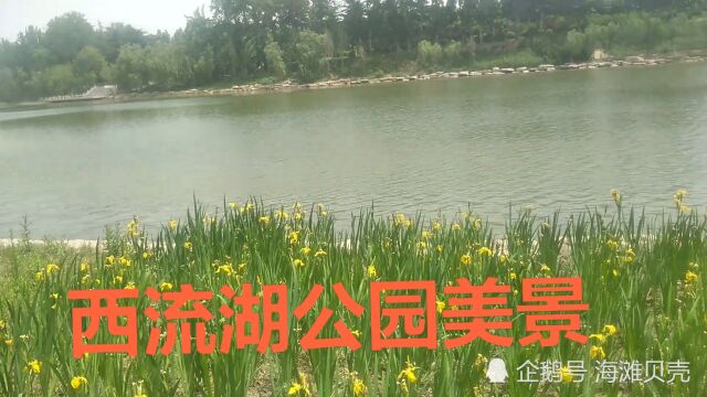 实拍郑州西流湖公园,碧波荡漾,鸟语花香,真是太美了