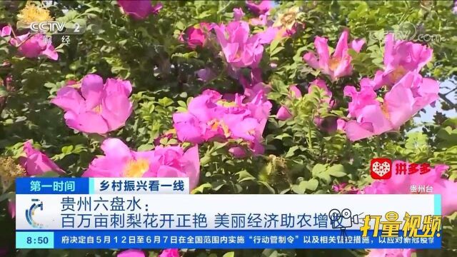 贵州六盘水:百万亩刺梨花开正艳,美丽经济助农增收