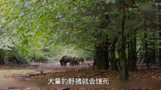 野猪发情会流很多口水,垂涎欲滴,是不是这样来的?