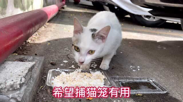 激烈的捕猫行动开始,看看结果怎么样