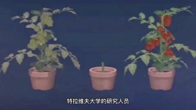 《科技趣闻》植物也会说话你知道吗?