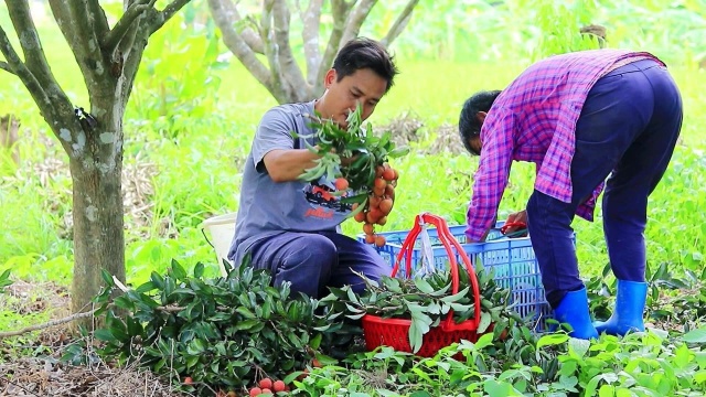 荔枝你肯定吃了不少,但荔枝的采摘过程是怎样的呢?一起来看看吧