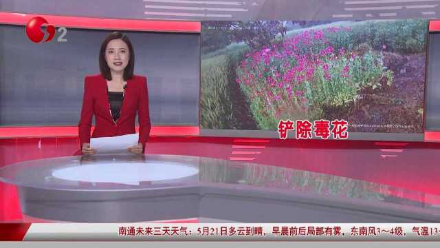 如皋吴窑:农田中央偷种罂粟 警方接举报铲除3506株