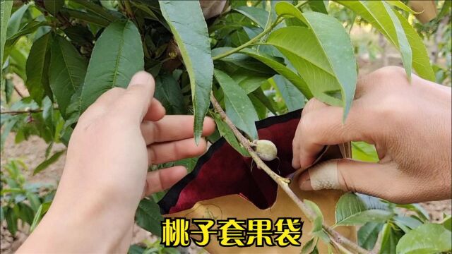 一天套桃果袋5000个是怎样做到的?学会这个方法,比机器还要快