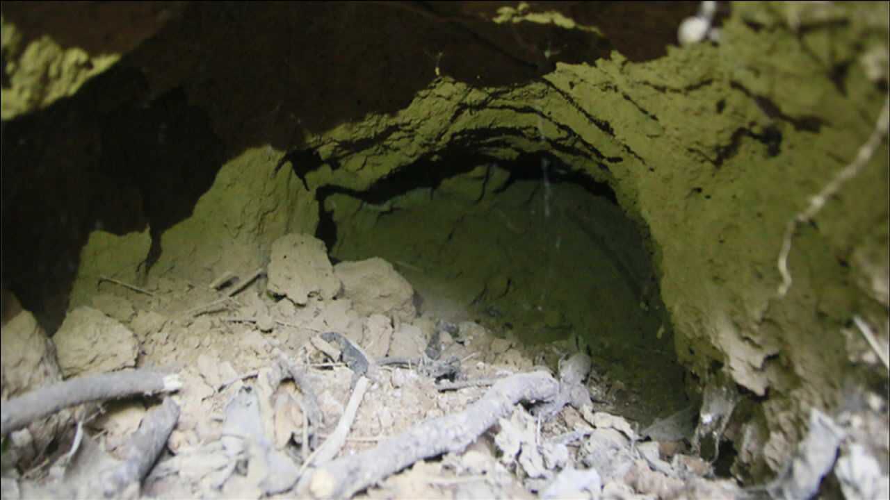 探访河南修武吕布墓封土一侧有个巨大盗洞墓室汉砖被随意丢弃