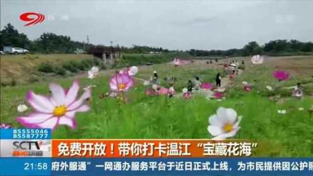 游玩攻略 温江“宝藏花海”免费开放!快来打卡吧!