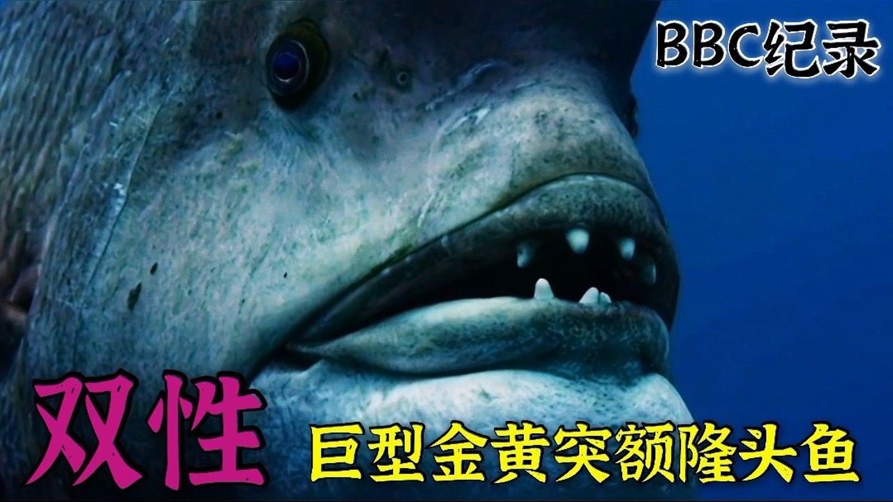 双性巨型金黄突额隆头鱼