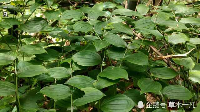 在野外,黄精和玉竹长得很相似,如何区别这两种中药显得极其重要