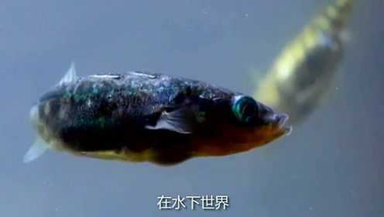 三刺鱼被称为“无用之鱼”,但雄性三刺鱼却是最尽职的鱼奶爸_腾讯视频