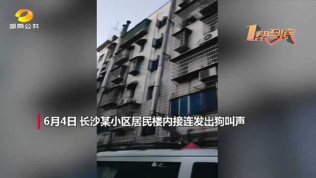 (一帮到底)长沙警方查处“网红犬舍”:它们沦为生育工具 圈养环境触目惊心