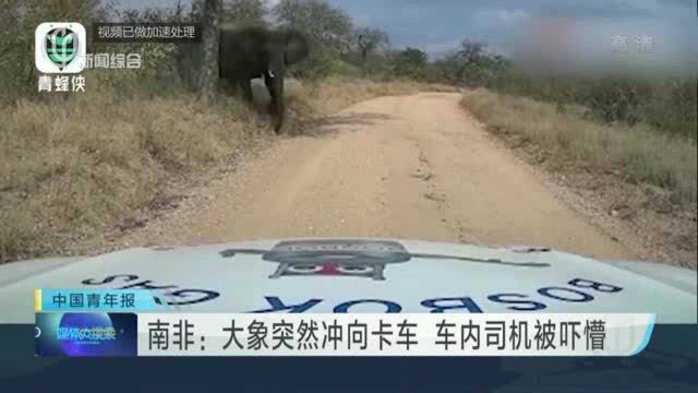 南非:大象突然冲向卡车 车内司机被吓懵