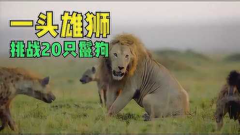 9.5高分动物录片《王朝》雄狮被鬣狗围困险些命丧当场！