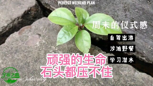 湖南叫芙蓉国的来历,木芙蓉跟五代花蕊夫人与皇帝孟昶的爱情故事