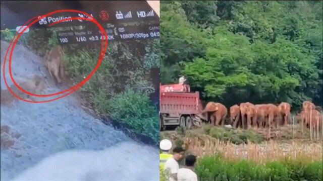 云南盈江地震前1小时 实拍离群独象:走象群此前路线 消失树林间