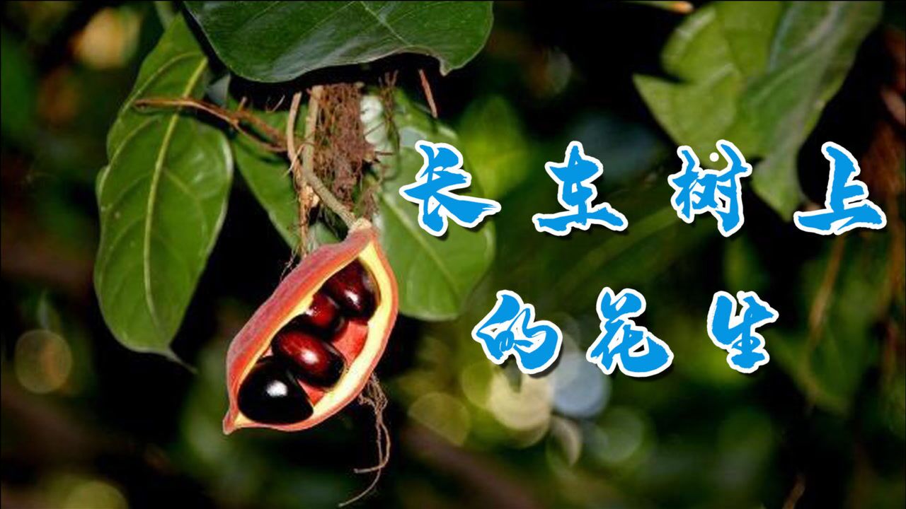 被大家称为长在树上的"野花生"这种野果你见过吗?