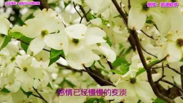 《哪有什么好聚好散》欣赏,手机ktv唱歌软件mv