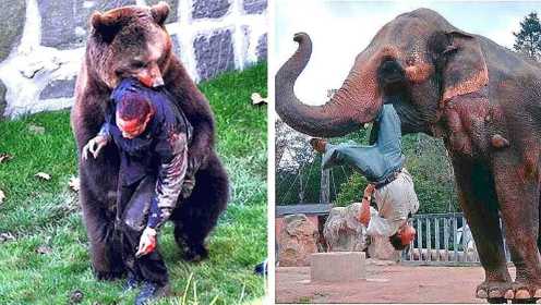 8件动物报复人类的事，熊被车撞后袭击人类、猎人攻击象被象摔死