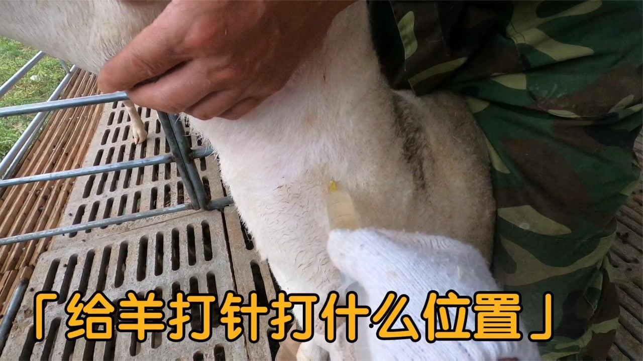 给羊打针到底是肌肉注射还是皮下这个禁区你知道吗来看看
