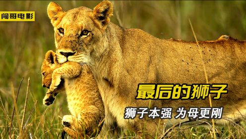 泪目了！一只母狮的复仇之路，狮子本强为母更刚，9.2分纪录片
