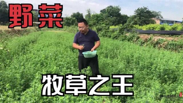 农村养牲口都晓得的野菜,牧草之王苜蓿,料草不可少还有经济价值