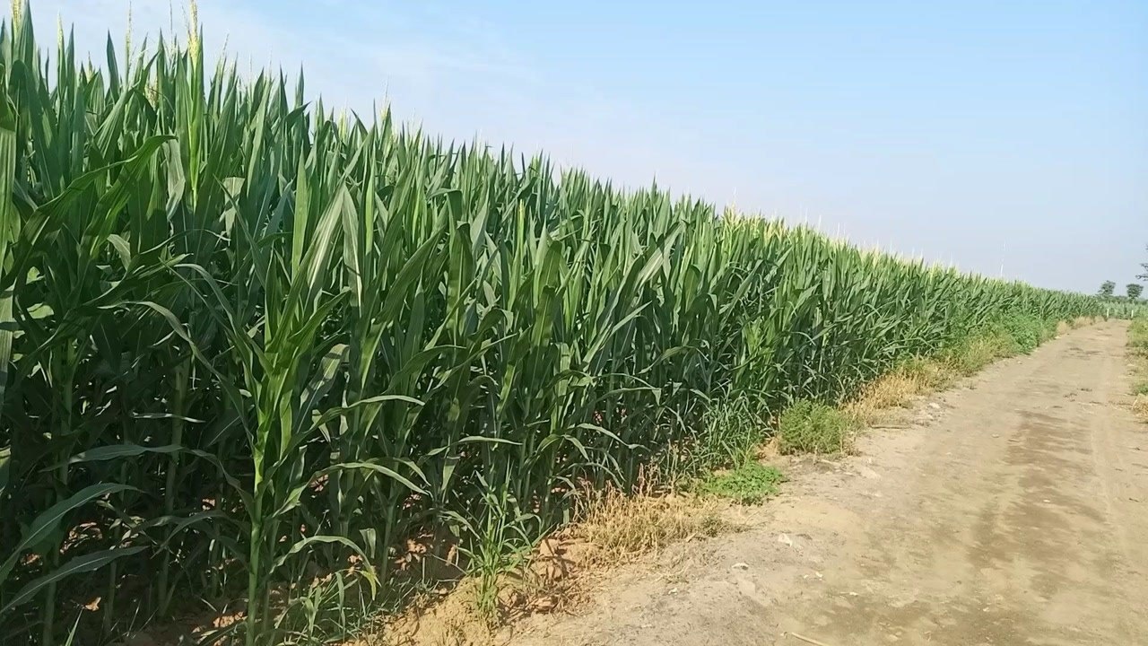 乡间的小路,玉米地