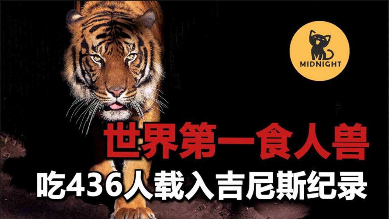 食人兽之首,憎恨人类的恐怖老虎,查姆帕瓦特的天灾.