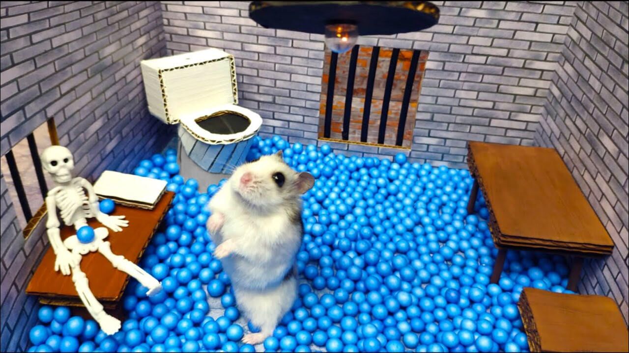 小仓鼠挑战最难迷宫仓鼠我当时内心是崩溃的